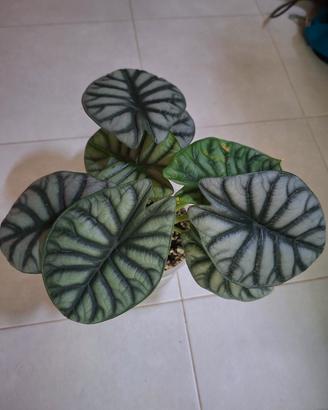 alocasia silver dragon piantine/corm