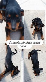 Cucciola pincher
