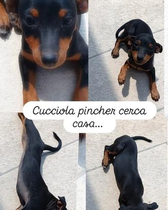 Cucciola pincher