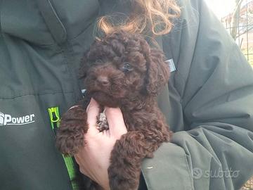 Cuccioli di lagotto romagnolo