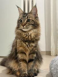Gatta Maine Coon