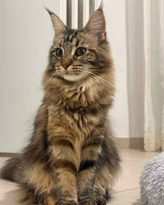 Gatta Maine Coon