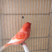 Canarini di diverse razze