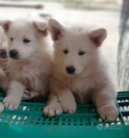 Pastore svizzero bianco cuccioli