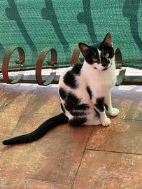 Gatte femmine