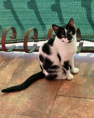 Gatte femmine