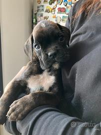 Boxer cuccioli