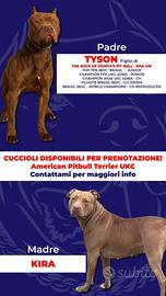 Cucciolata American Pitbull Terrier UKC