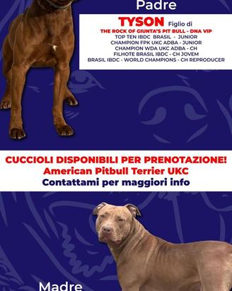 Cucciolata American Pitbull Terrier UKC