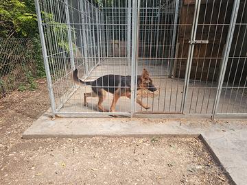 Cucciola di pastore tedesco