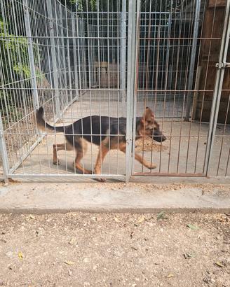 Cucciola di pastore tedesco