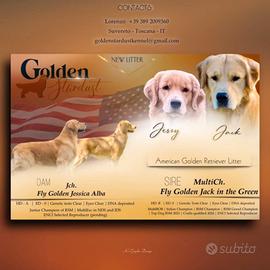 Golden retriever americani
