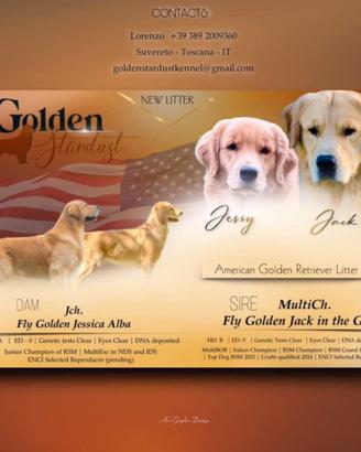 Golden retriever americani