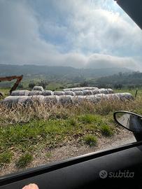 Fieno primo taglio 2025