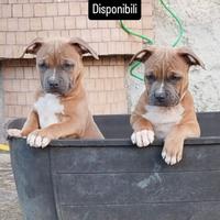 American pitbull terrier UKC