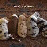 Cuccioli Pastore Australiano