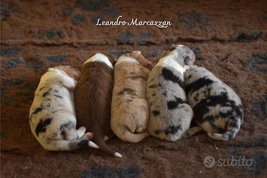 Cuccioli Pastore Australiano