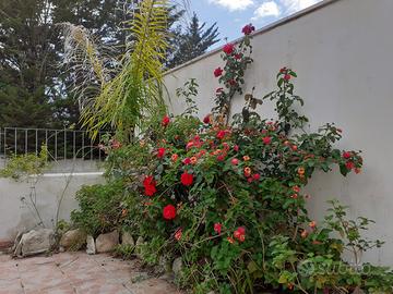 Sulmare villetta clima giardino/p.auto