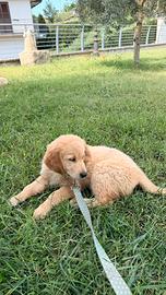 Cucciolo golden retriver