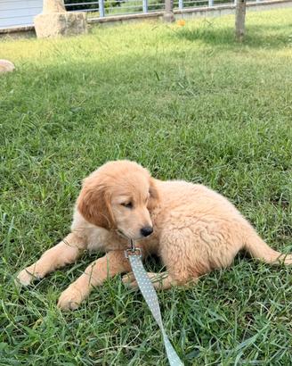 Cucciolo golden retriver