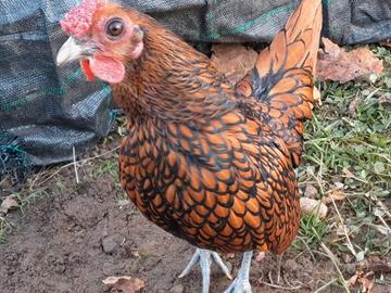 Galline sebright ornamentali