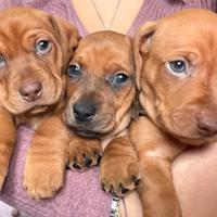 Cuccioli di bassotto fulvo