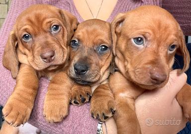 Cuccioli di bassotto fulvo