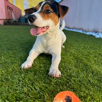 Jack russel per accoppiamento