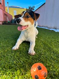 Jack russel per accoppiamento