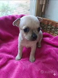 Chihuahua Toy cuccioli