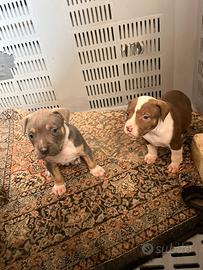 Cuccioli Pitbull XL