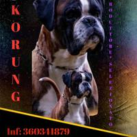 Boxer Stallone disponibile x monte