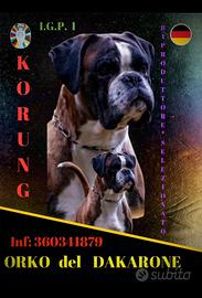 Boxer Stallone disponibile x monte