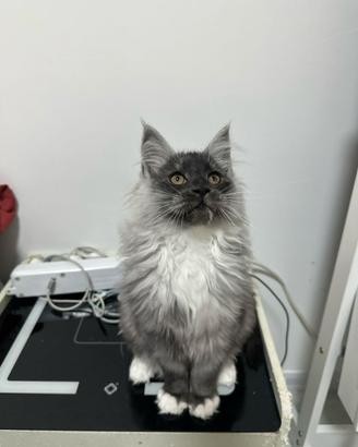 Maine Coon cuccioli