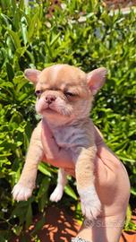 Chihuahua mini con pedigree