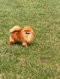 Spitz tedesco nano Pomerania