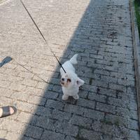 Maltese da monta
