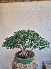 Bonsai