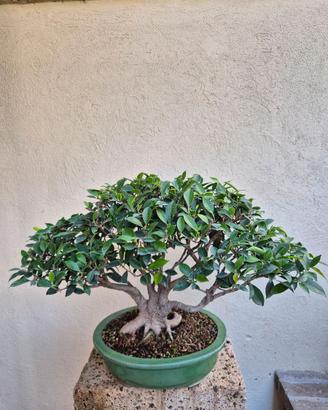 Bonsai