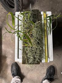 Pianta Orchidea SCAPHYGLOTTIS PROLIFENA