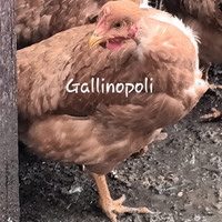 Capponi,faraone,polli,ovaiole e conigli