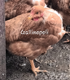 Capponi,faraone,polli,ovaiole e conigli