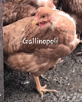 Capponi,faraone,polli,ovaiole e conigli