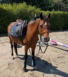 Doppia pony curriculum fise salto ostacoli ludico