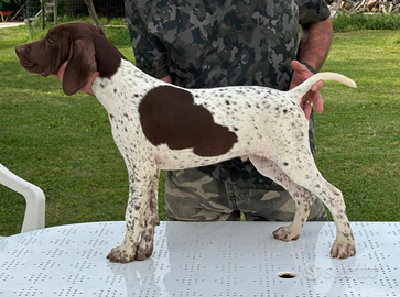 Cuccioli Bracco Francese tipo Pirenei