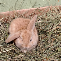 Cuccioli Conigli Nani Coniglietti Ariete