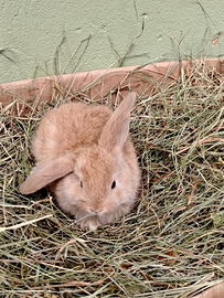 Cuccioli Conigli Nani Coniglietti Ariete