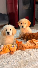 Golden Retriever, dolcezza e bellezza