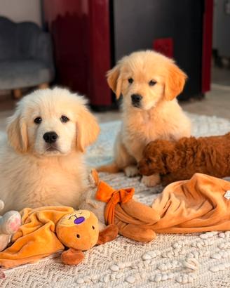 Golden Retriever, dolcezza e bellezza