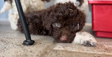 Lagotto cuccioli 2 mesi